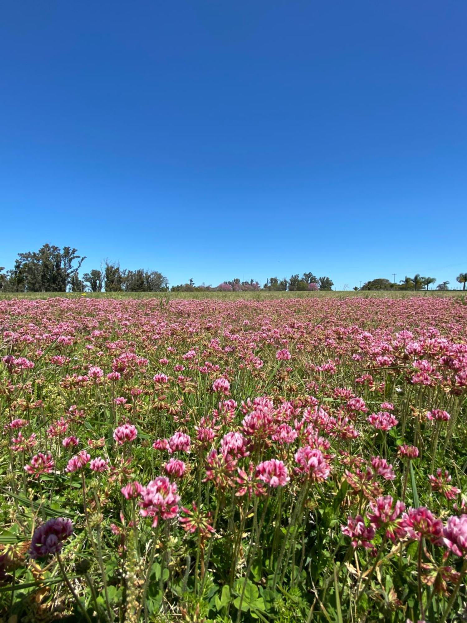 Estancia La Violeta Chajari Bagian luar foto