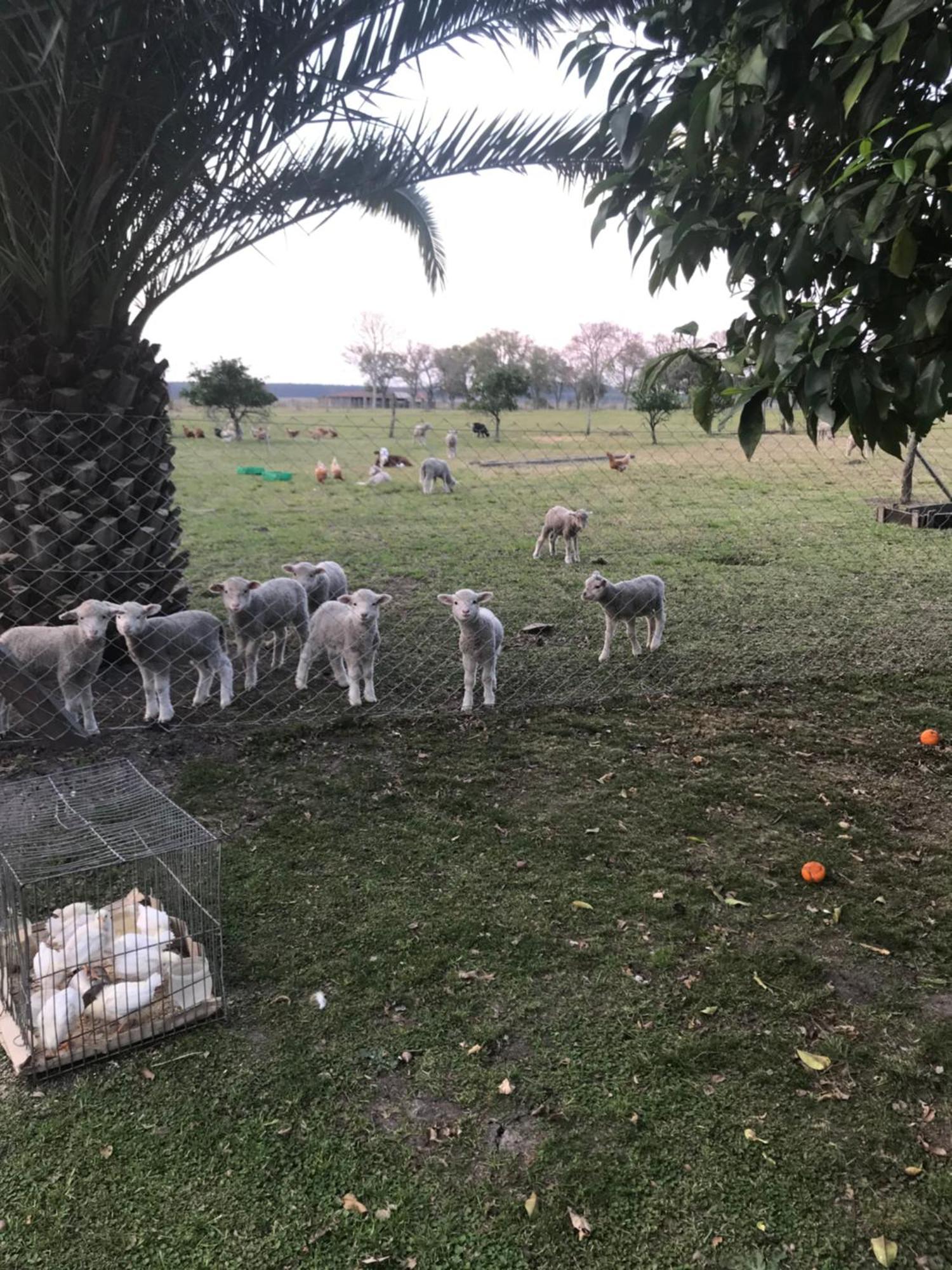 Estancia La Violeta Chajari Bagian luar foto